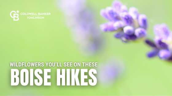 Boise Hikes